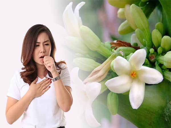 Cách dùng hoa đu đủ đực chữa ho